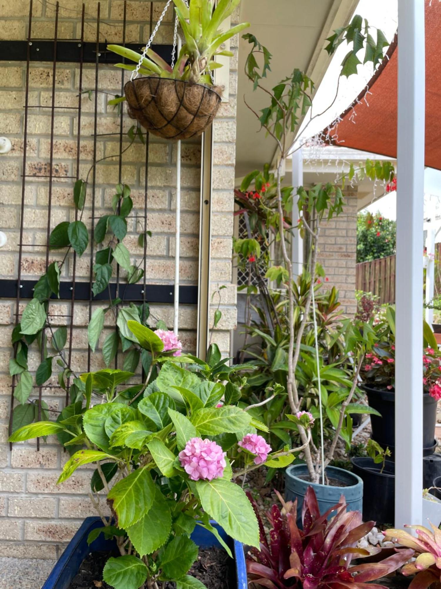 Theme Parks Amituofo Homestay Gold Coast Exterior foto